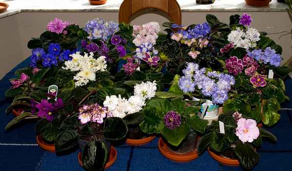 Особенности выращивания и ухода за фиалкой Химерой