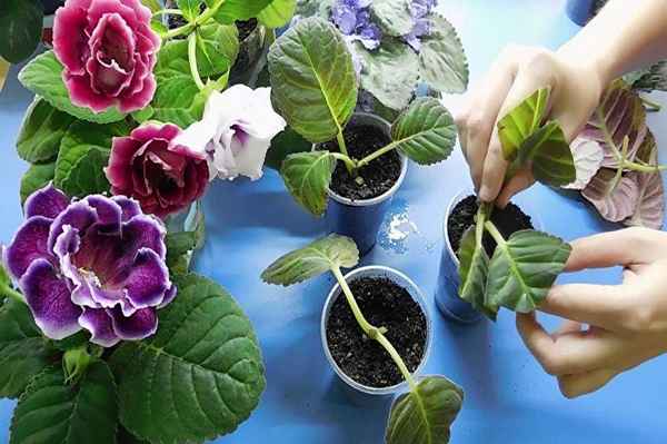 Особенности ухода и размножения глоксинии в домашних условиях