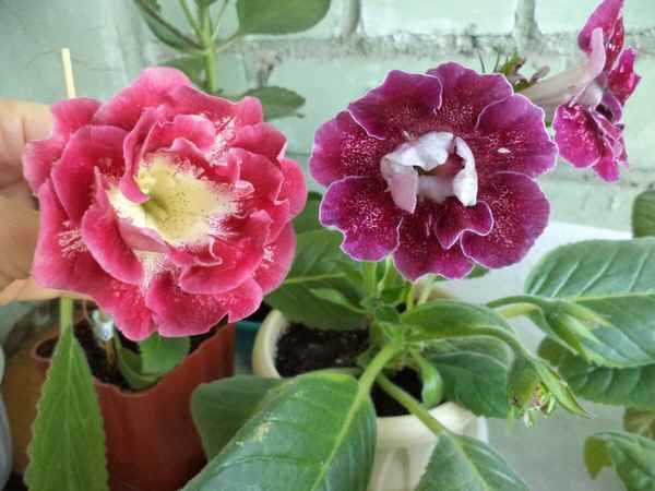 Глоксиния махровая: уход и выращивание дома