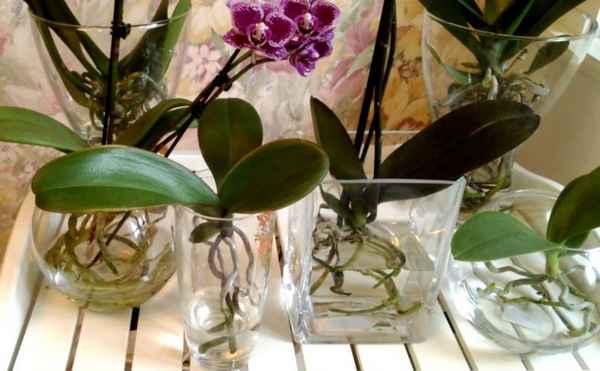 Особенности выращивания орхидеи в вазе