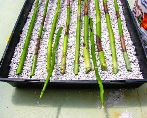 Как размножить орхидею черенками в домашних условиях