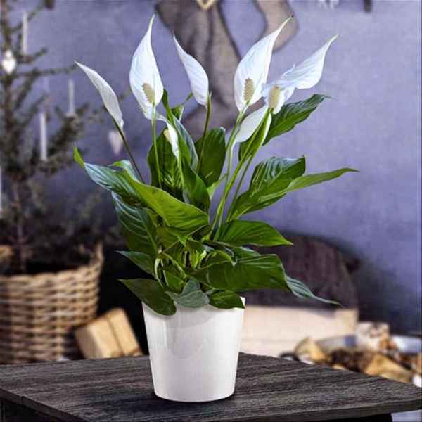 Спатифиллум Шопен: уход в домашних условиях