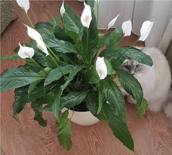 Спатифиллум Домино: уход за растением в домашних условиях