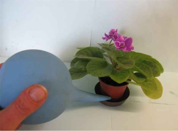 Особенности полива фиалок в домашних условиях