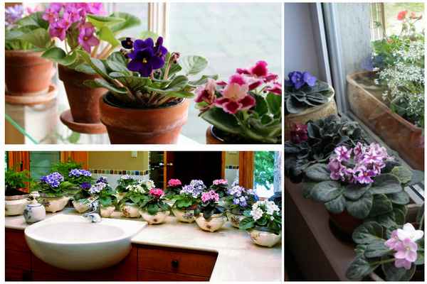 Как правильно выбрать горшки для фиалок и как ухаживать за ними?