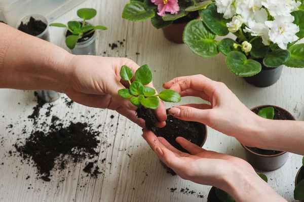 Особенности пересадки фиалки в домашних условиях