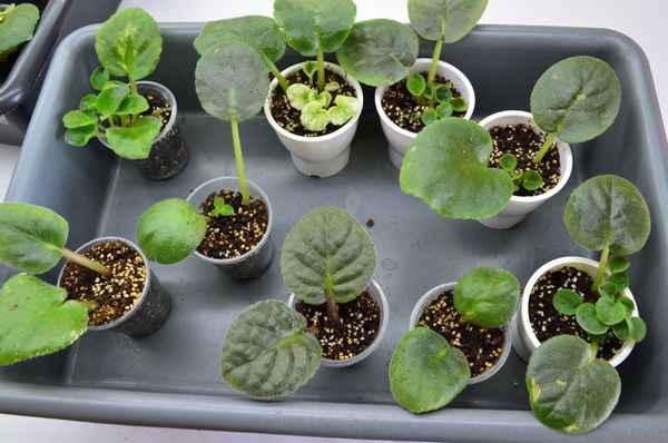 Особенности посадки и выращивания фиалки в домашних условиях