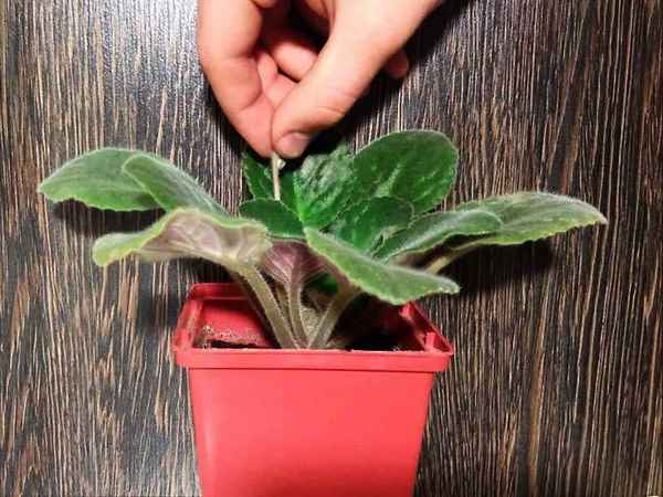 Не цветут фиалки в домашних условиях: причины и решение проблемы