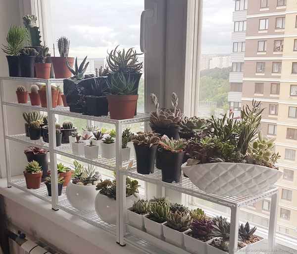 Как сделать стеллаж для фиалок?