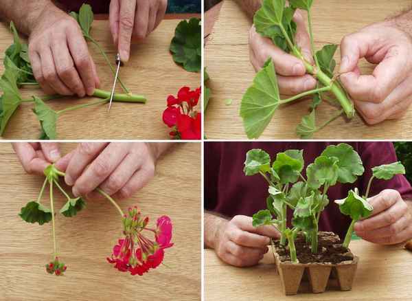 Уход и размножение герани королевской в домашних условиях