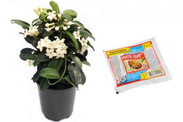 Причины отсутствия цветения жасмина и что при этом делать