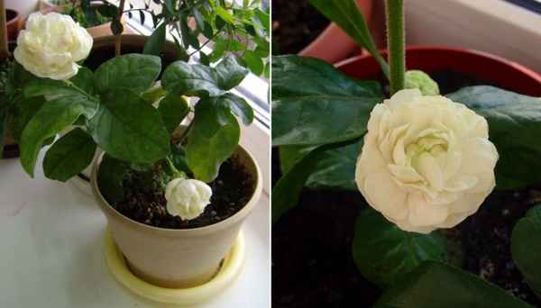 Жасмин Гранд Дюк: уход и размножение в домашних условиях