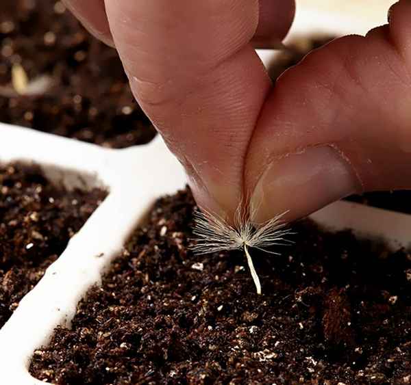 Выращивание герберы из семян в домашних условиях