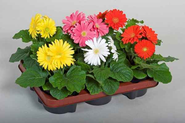 Гербера Джемсона: выращивание из семян в домашних условиях