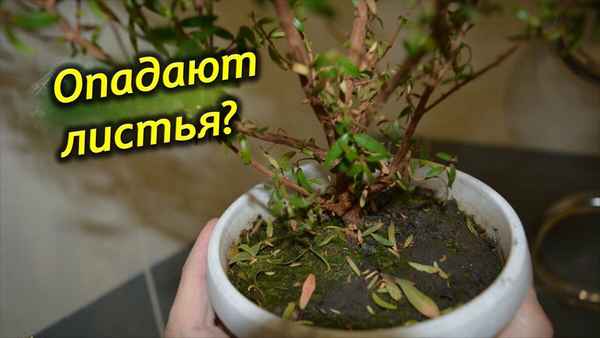 Почему мирт сбрасывает листья и что при этом делать?