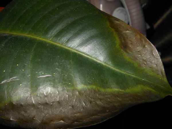 Что делать, если у фикуса чернеют листья