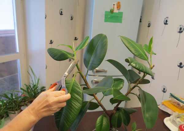 Как правильно взять отросток у фикуса?