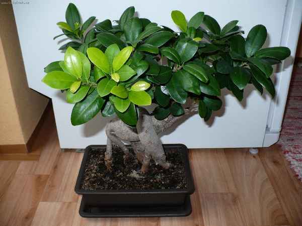 Фикус притупленный: уход в домашних условиях