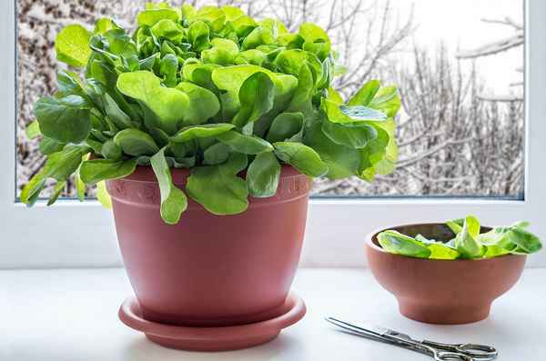 5 видов зелени, которые без труда можно вырастить на подоконнике