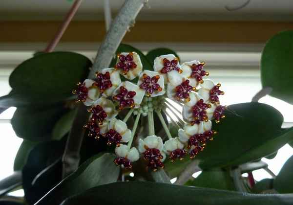 Хойя Керри: уход в домашних условиях