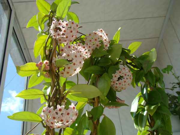 Хойя карноза: как ухаживать в домашних условиях