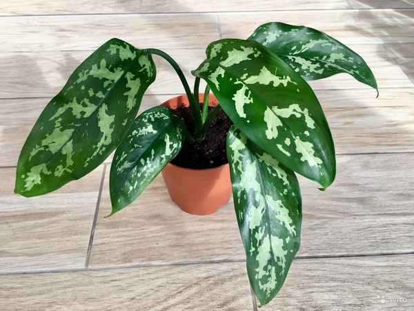 Аглаонема Мария: описание и уход в домашних условиях