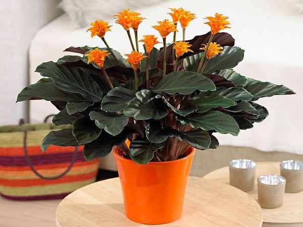 Калатея кроката: уход в домашних условиях