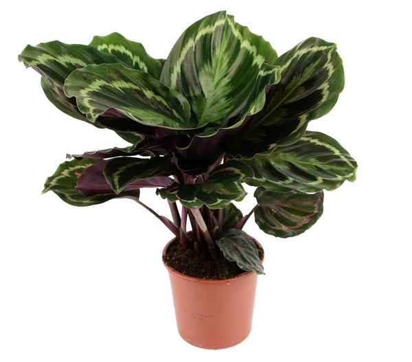 Калатея медальон: уход в домашних условиях