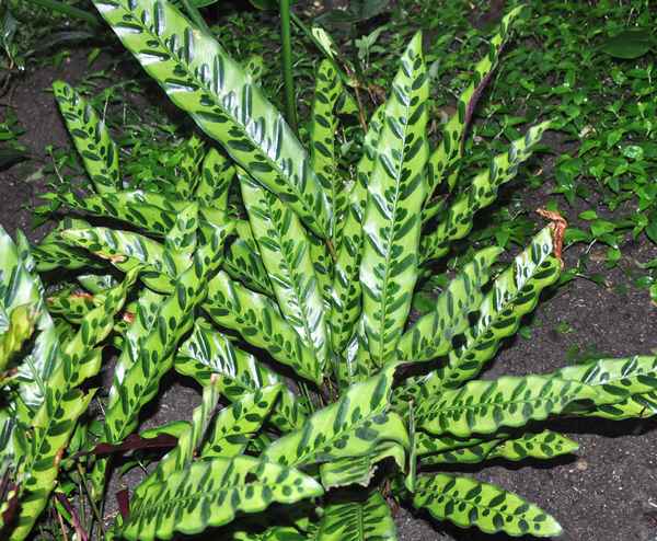 Калатея Лансифолия: описание и уход в домашних условиях