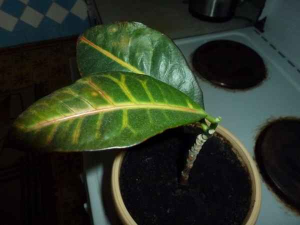 Что делать, если кротон сбрасывает листья?