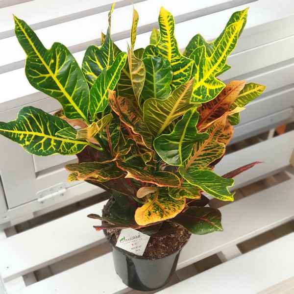 Как ухаживать за кротоном в домашних условиях