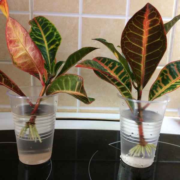 Как размножить кротон в домашних условиях