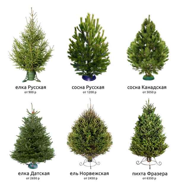 Новогоднее дерево: ель, пихта или сосна - что выбрать?