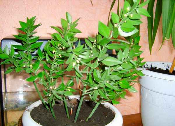 Рускус (иглица) - как вырастить и размножить