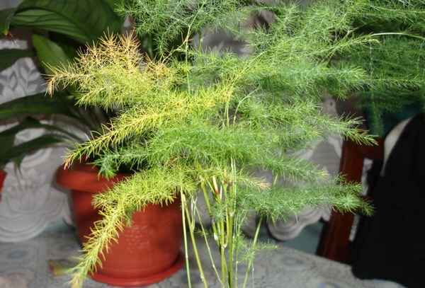 Почему желтеют и осыпаются листья аспарагуса?