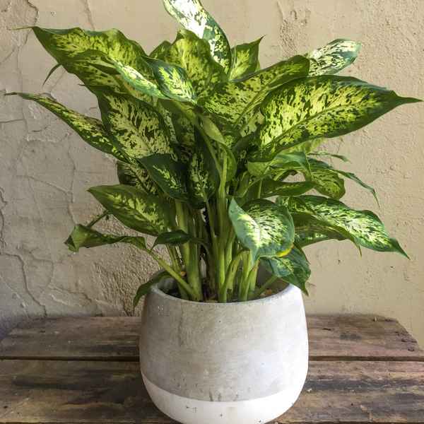 Разновидности диффенбахии