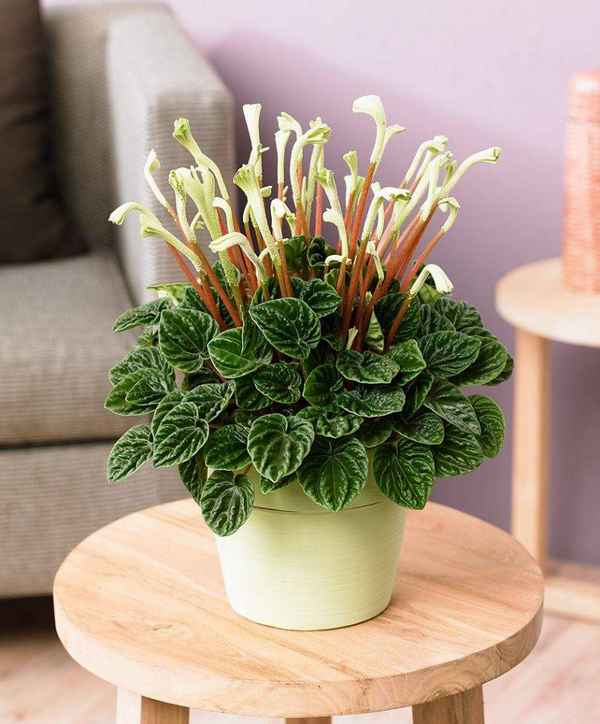 Пеперомия Лилиан: хаpaктеристика и уход за растением