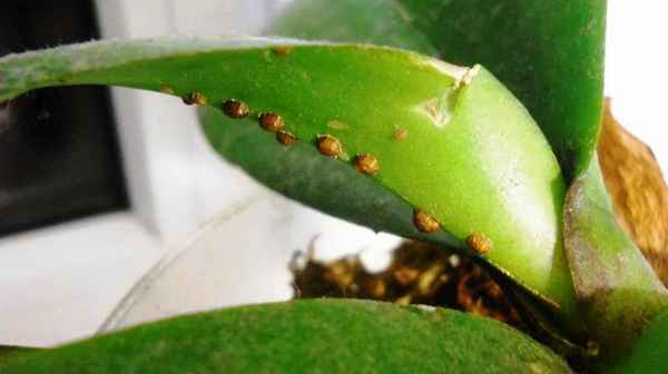 Болезни и вредители замиокулькаса, и как с ними бороться