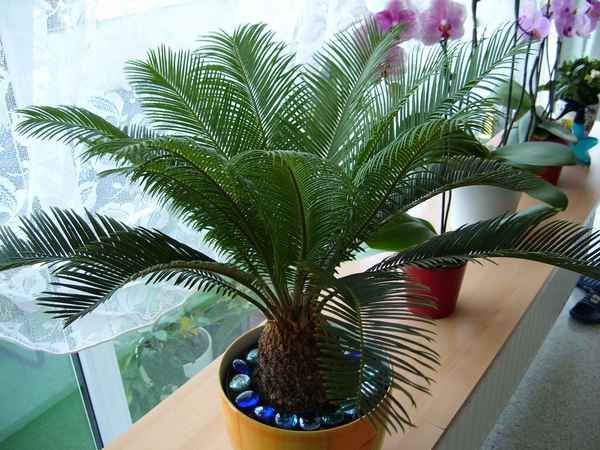 Цветок цикас революта: как ухаживать в домашних условиях