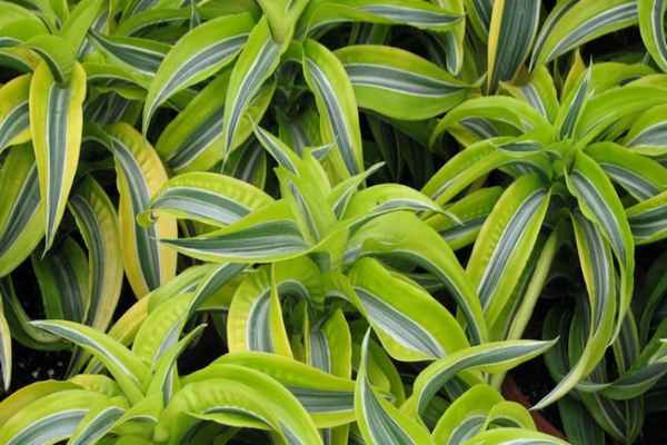 Драцена Лемон лайм: описание растения, особенности выращивания и ухода