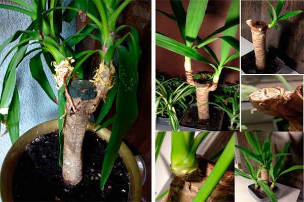 Как, когда и во что правильно пересаживать юкку