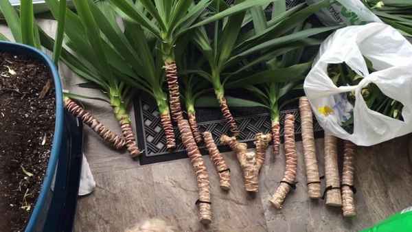 Способы размножения юкки в домашних условиях