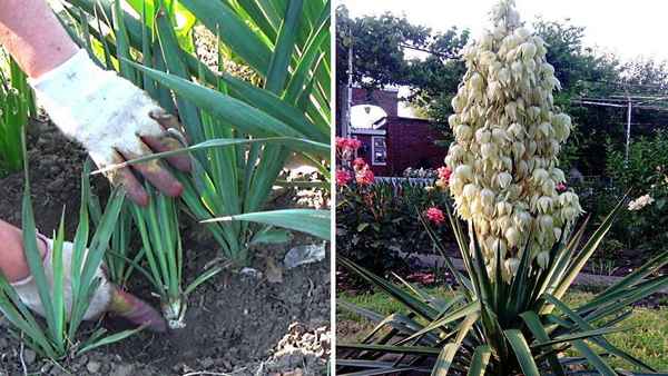 Особенности правильной обрезки юкки в домашних условиях