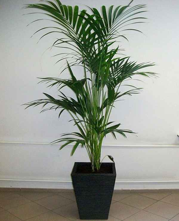 Цветок ховея: уход в домашних условиях