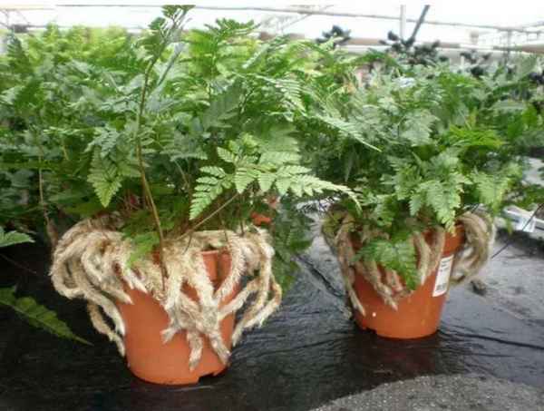 Папоротник даваллия: уход в домашних условиях