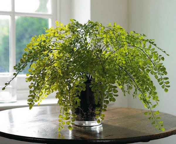 Адиантум венерин волос: уход в домашних условиях