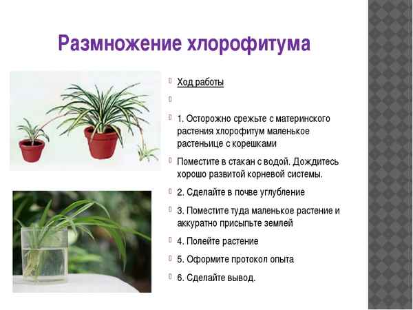Как размножать хлорофитум в домашних условиях