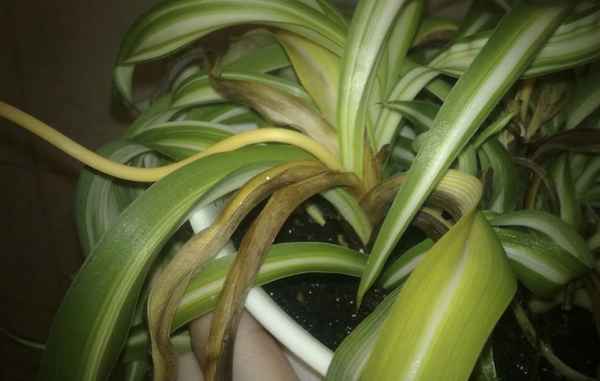 Что делать, если у хлорофитума желтеют листья