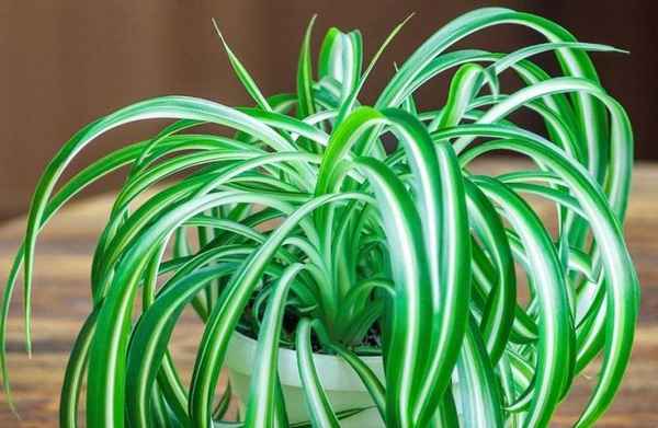 Хлорофитум хохлатый: уход в домашних условиях
