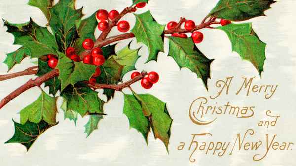 Растение из старых Рождественских открыток — как называется?